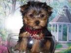 Oustanding Yorkie  puppies for adoption